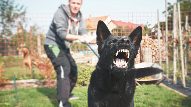 A man trying to control his dog 